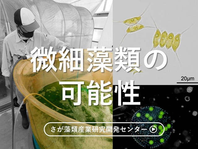 微細藻類の可能性