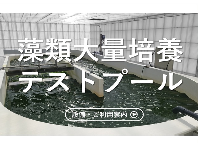 藻類大量培養テストプール